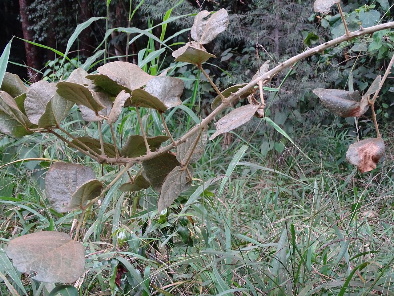 Erythrina abyssinica