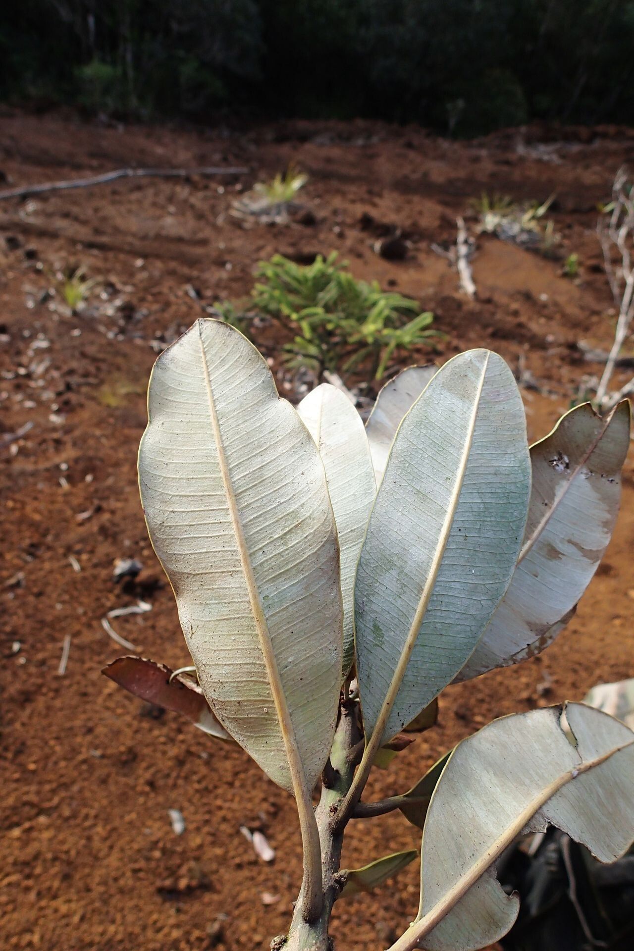 Pycnandra carinocostata leaf