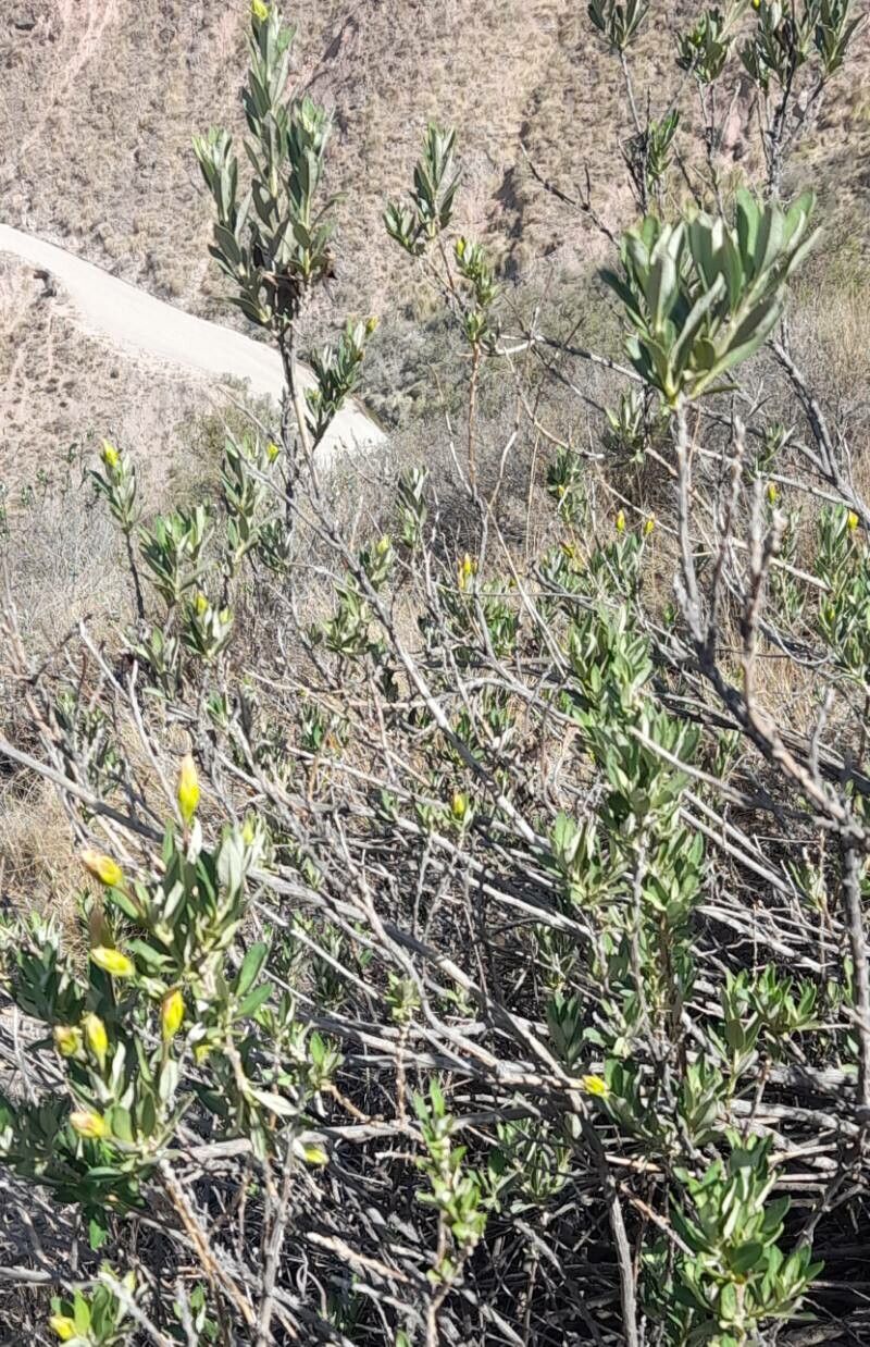 Mutisia kurtzii habit