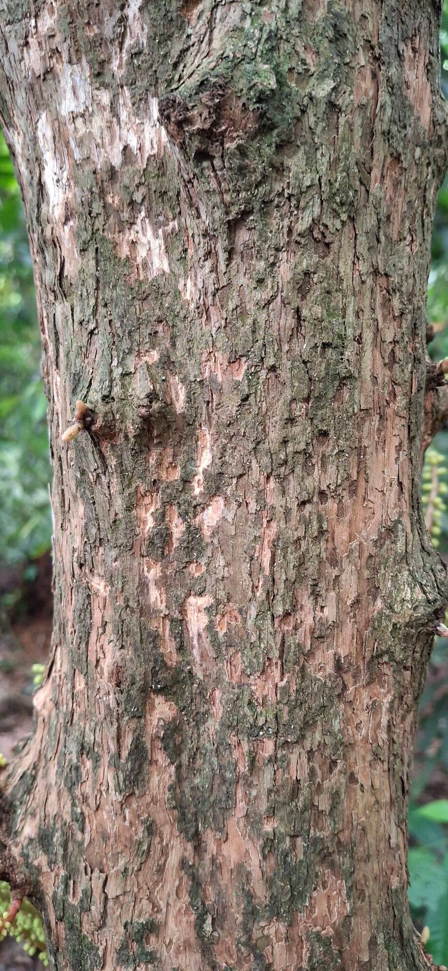 Baccaurea parviflora bark
