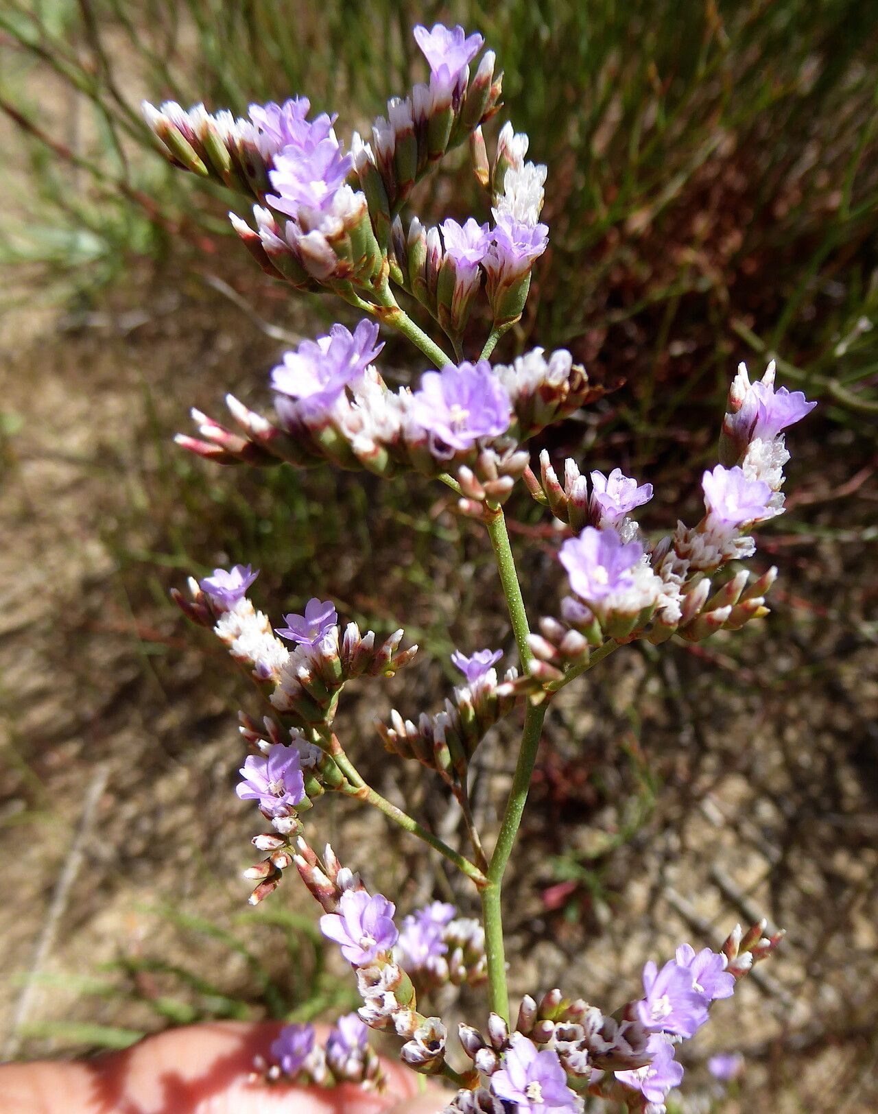 Limonium girardianum flower