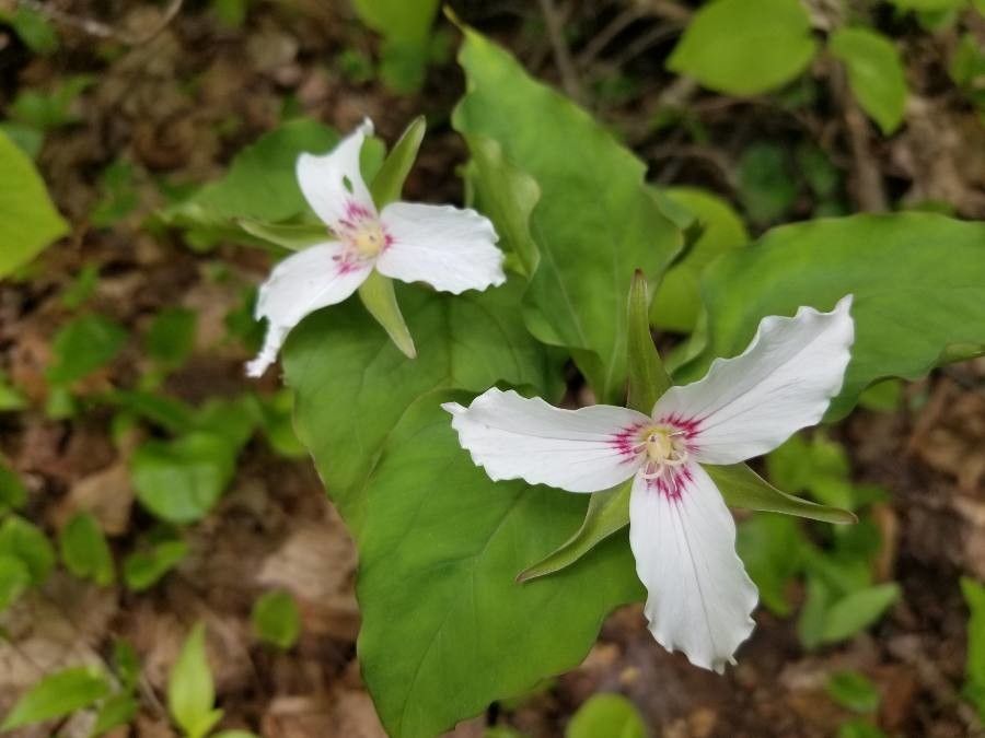 Trillium undulatum flower