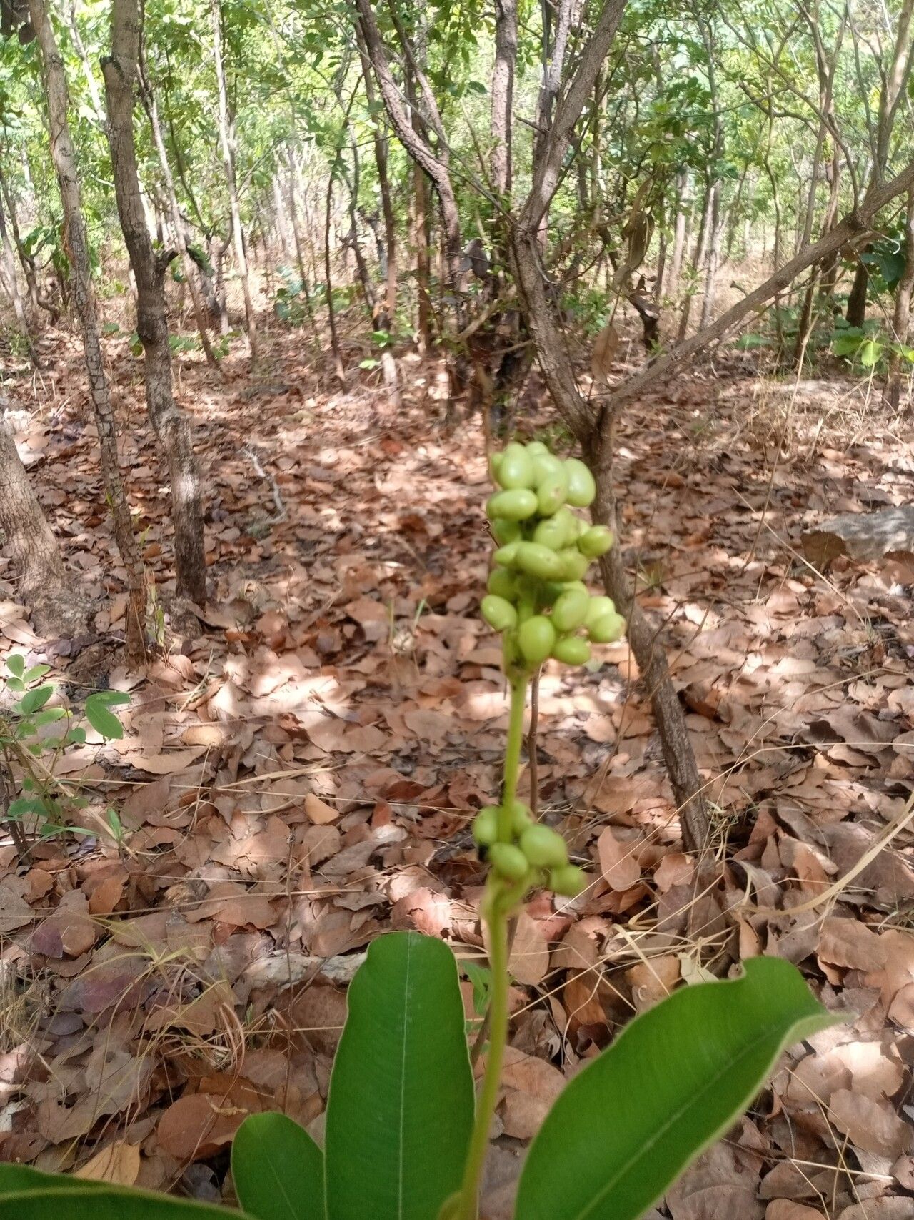 Ozoroa pulcherrima — search result for 'Ozoroa'