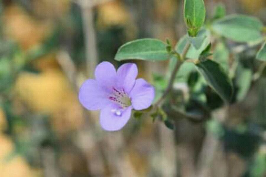 Barleria hochstetteri — houseplant care guide