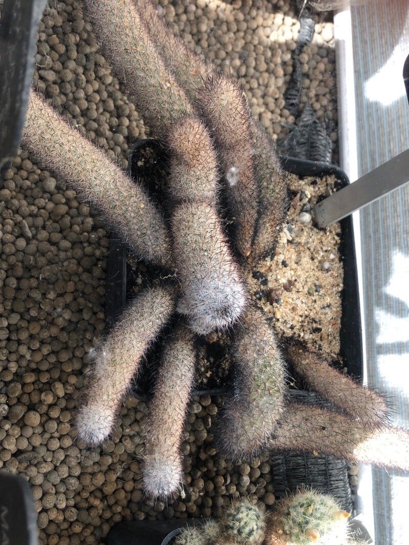 Mammillaria pottsii — search result for 'Mammillaria'