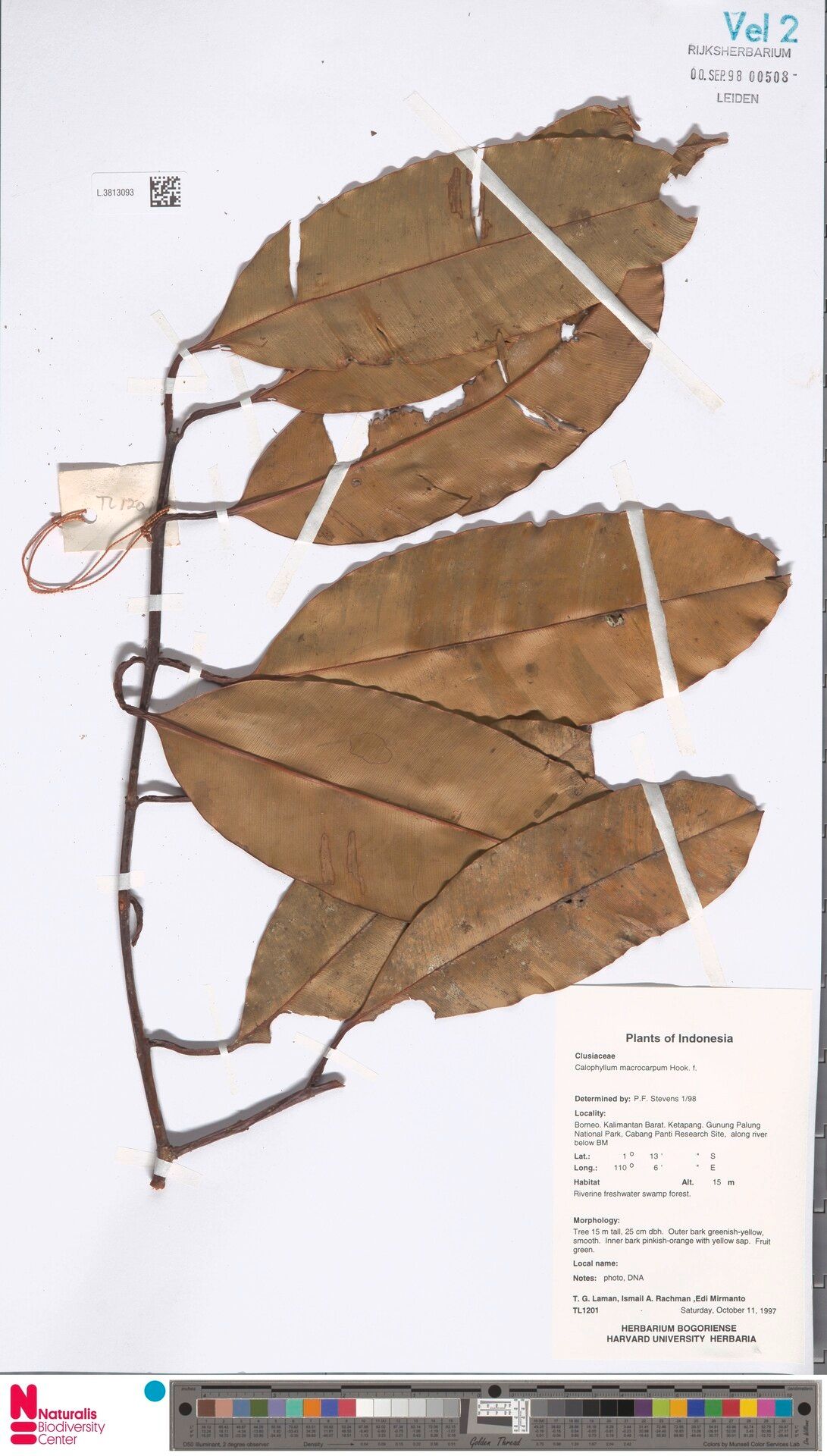 Calophyllum macrocarpum — search result for 'Calophyllum'