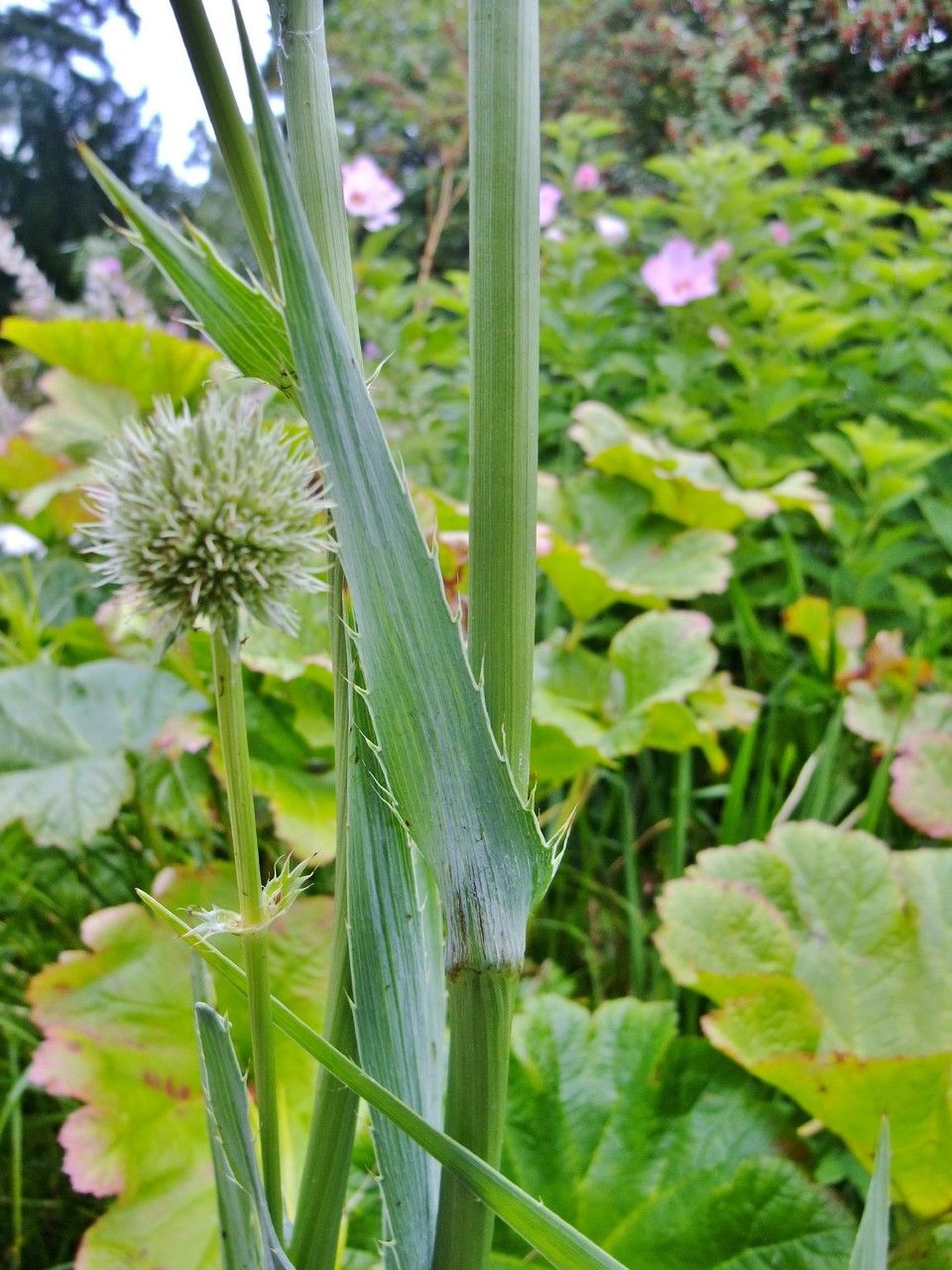 Eryngium aquaticum bark