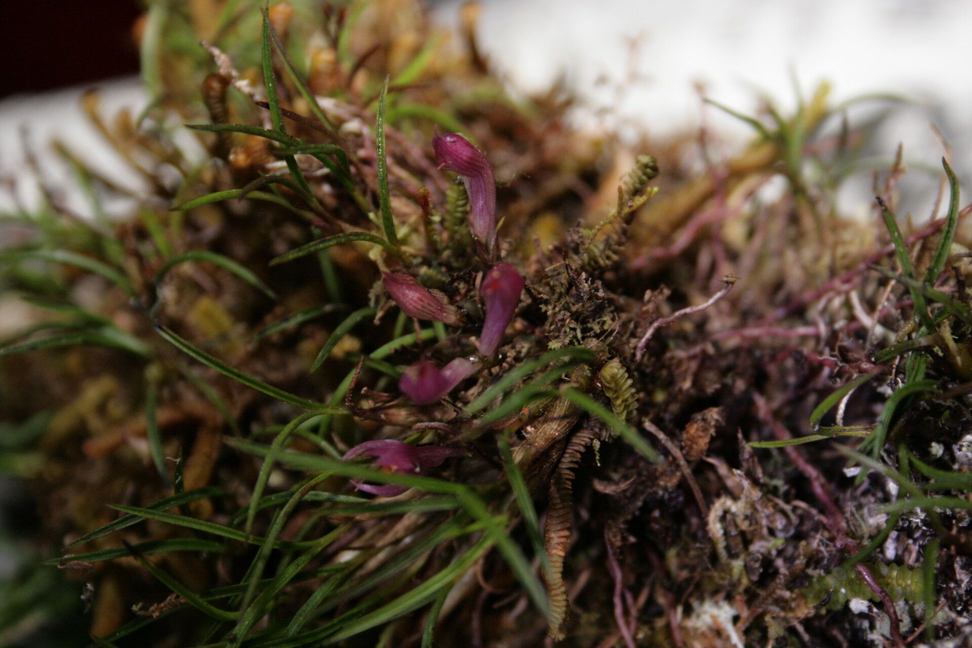 Dendrobium nardoides habit