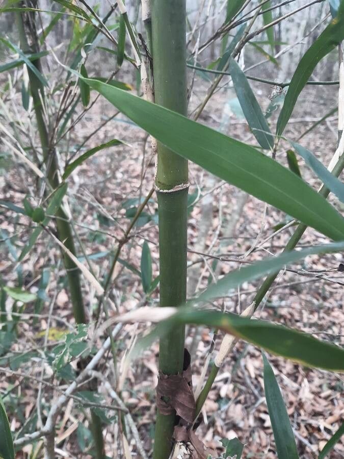 Arundinaria gigantea bark