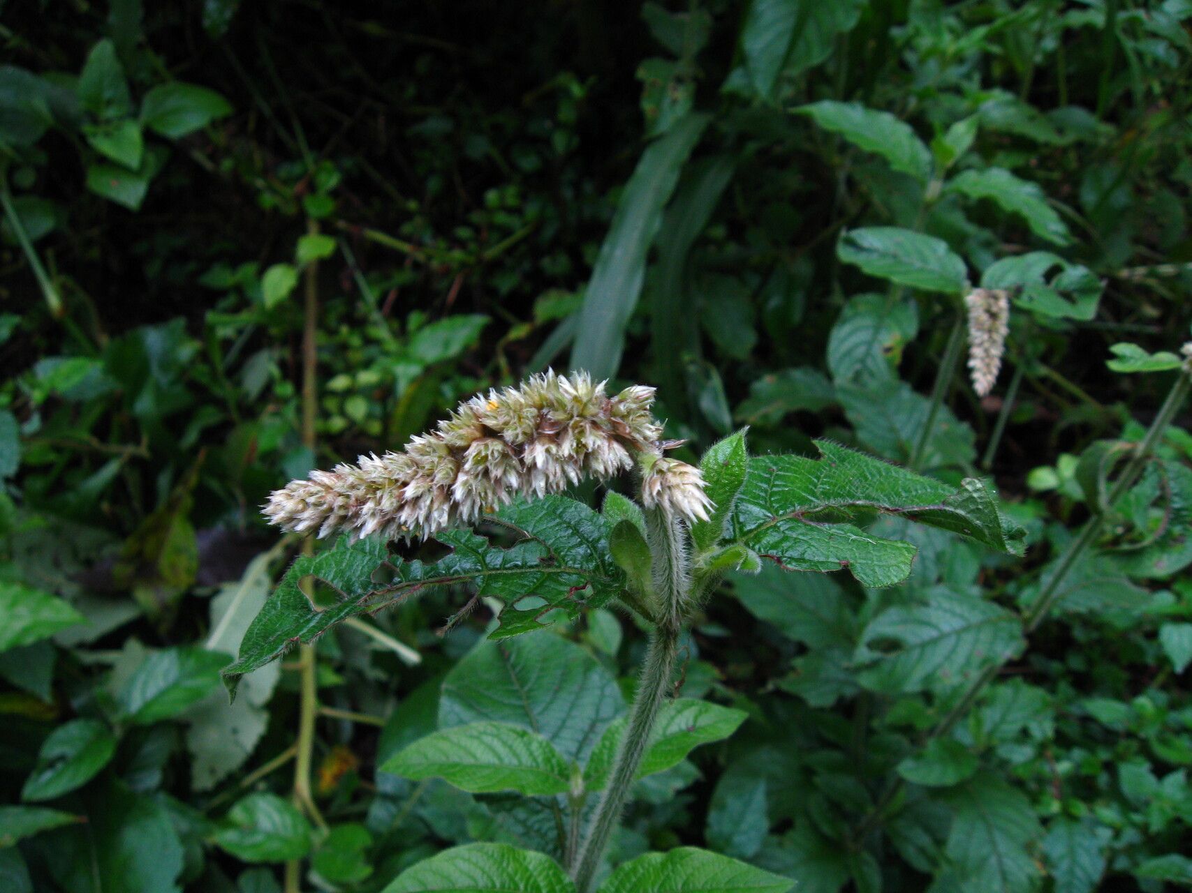 Cyathula cylindrica — related species from the same genus