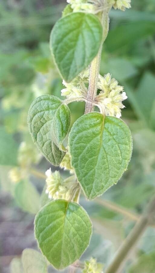 Minthostachys verticillata — houseplant care guide