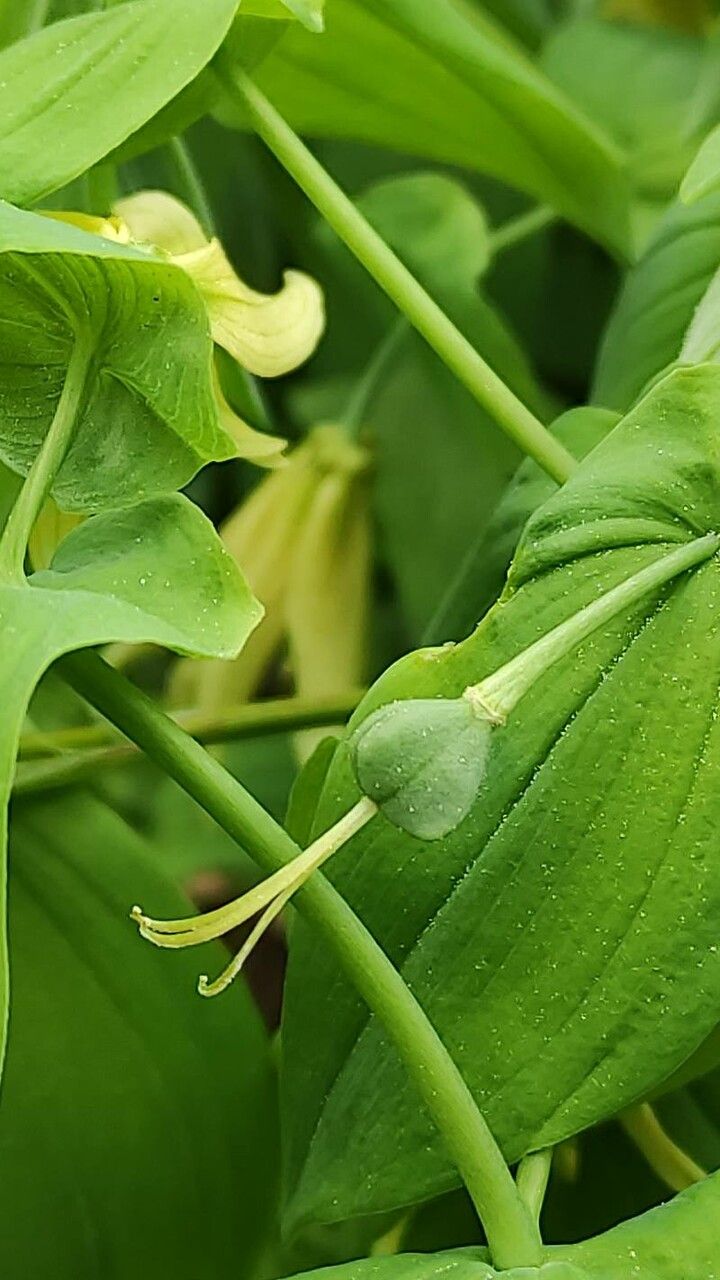 Uvularia grandiflora fruit