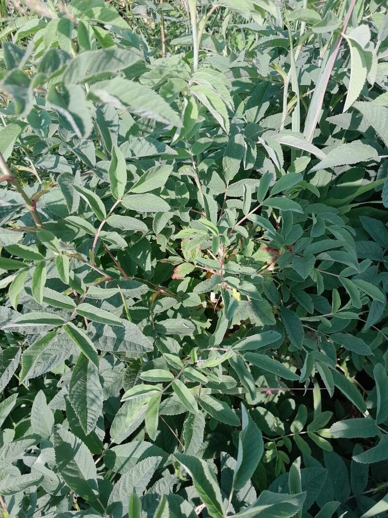 Rosa acicularis leaf