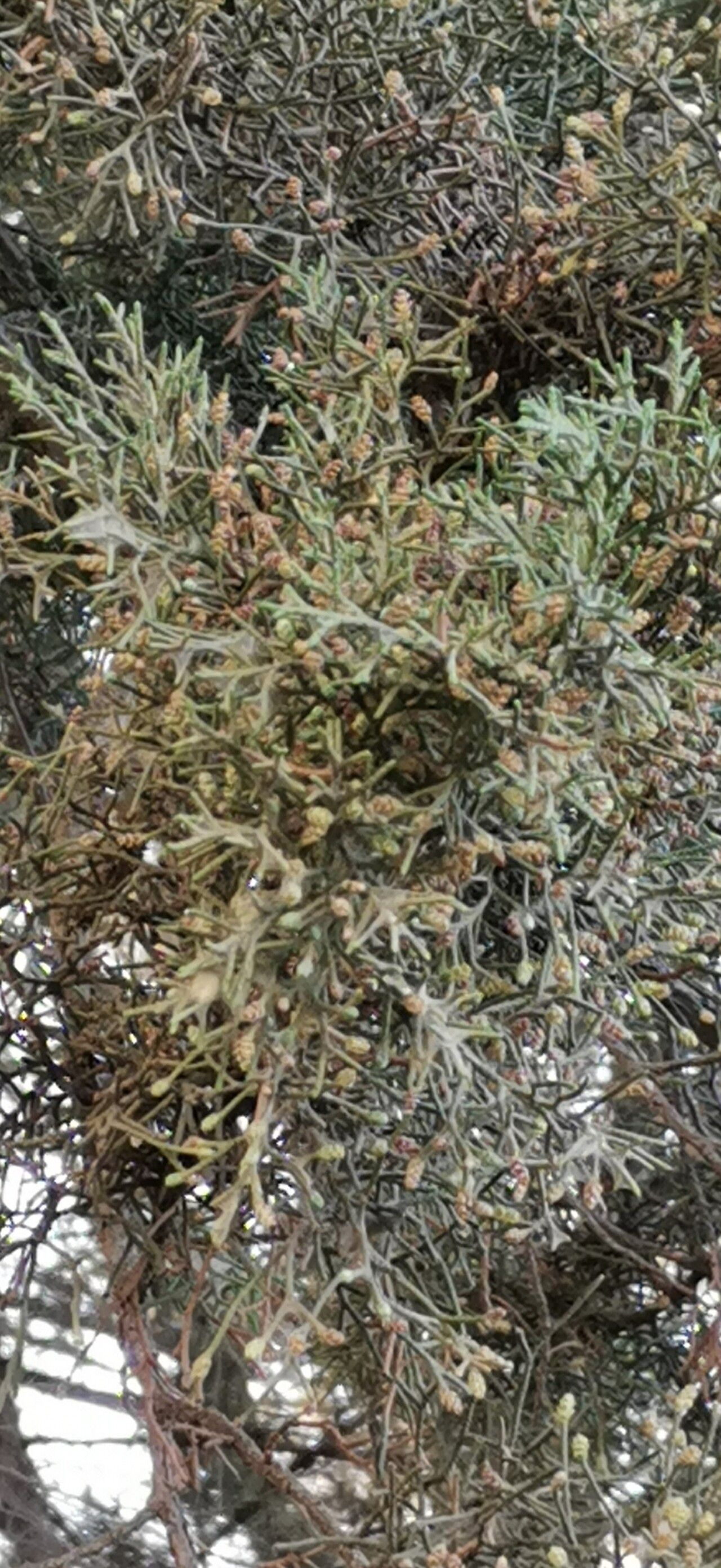 Juniperus canariensis