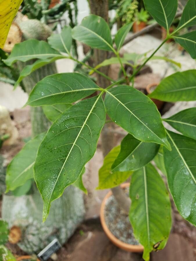 Adansonia za leaf