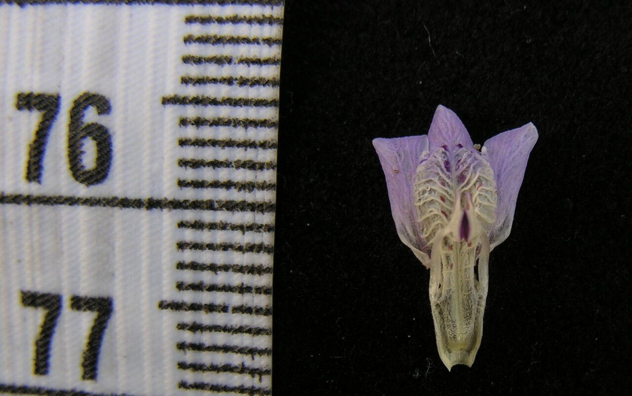 Dianthera laevilinguis other