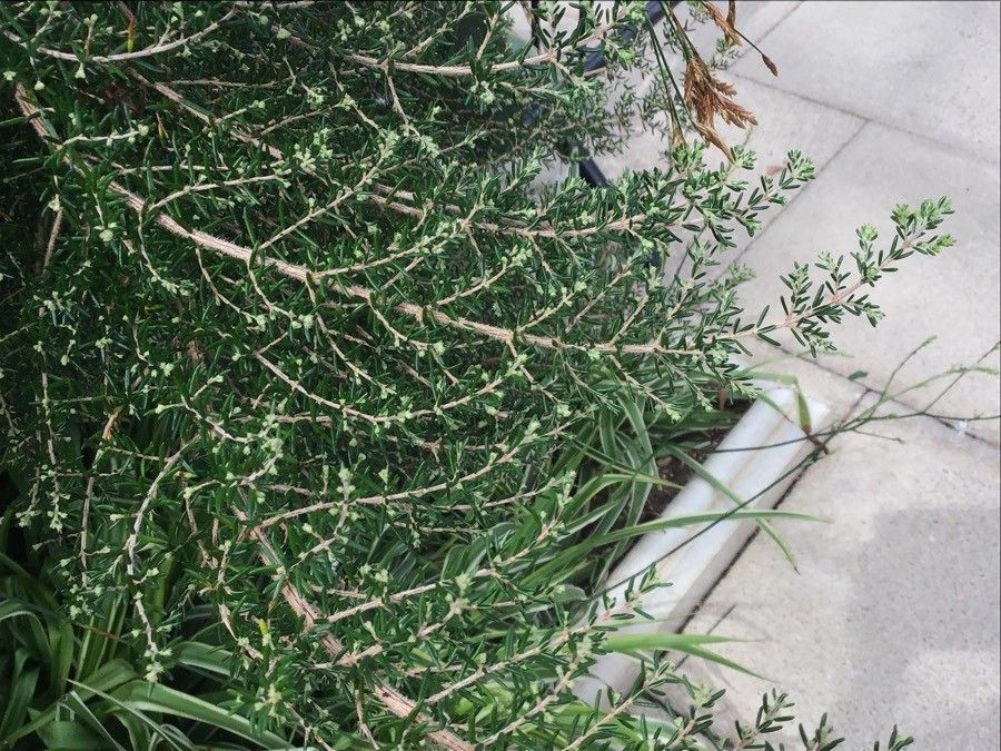 Erica canaliculata — search result for 'Erica'