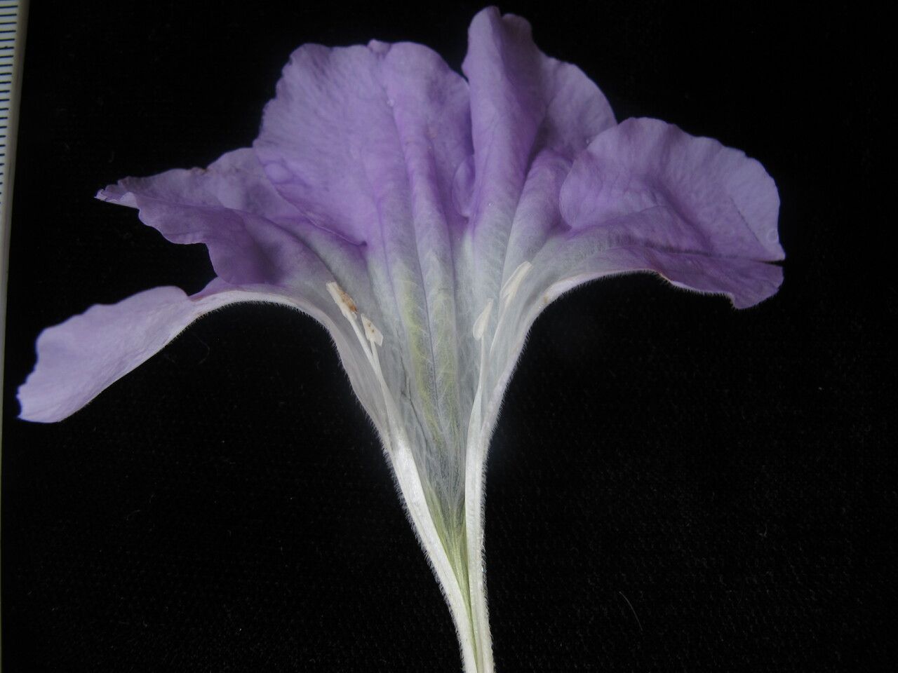 Ruellia beddomei flower