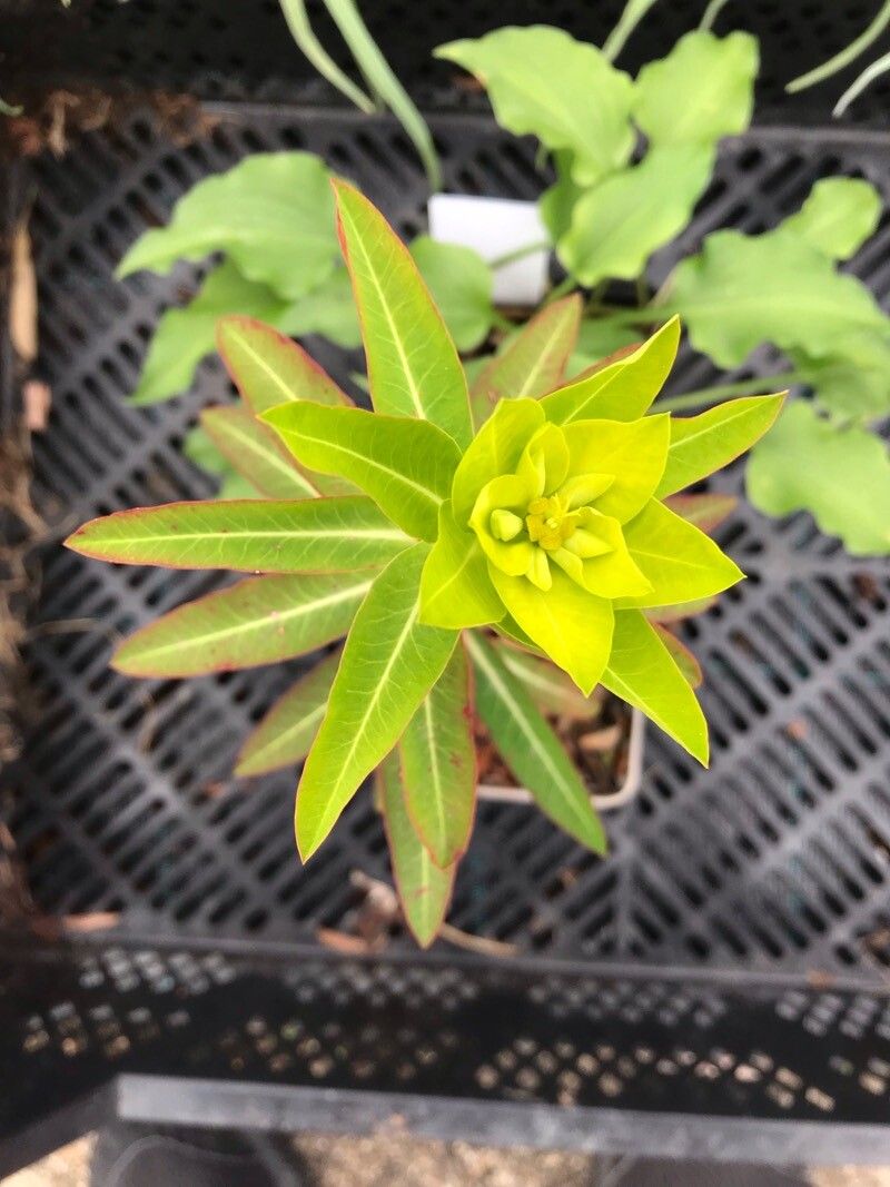 Euphorbia wallichii flower