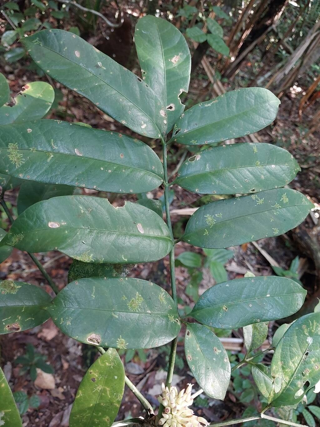 Polyscias lancifolia — search result for 'Polyscias'