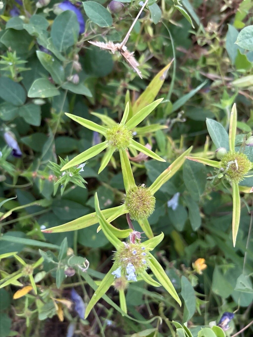 Spermacoce capitata — search result for 'Spermacoce'