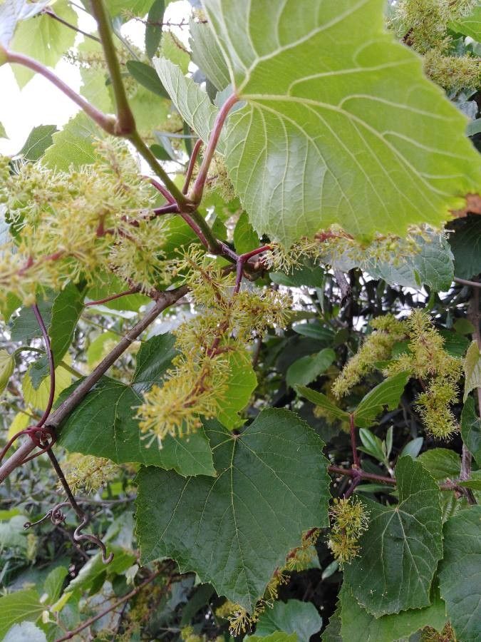 Vitis californica — search result for 'Vitis'