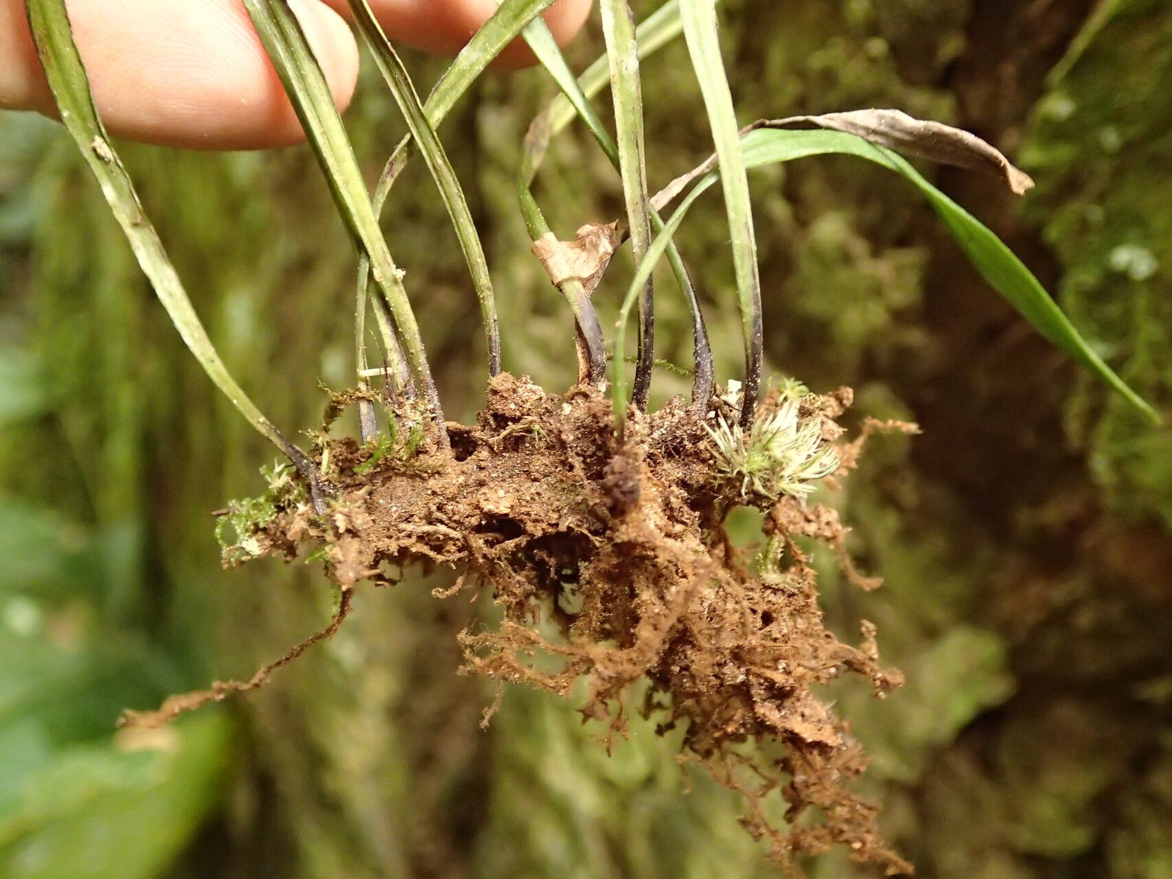 Haplopteris schaeferi other