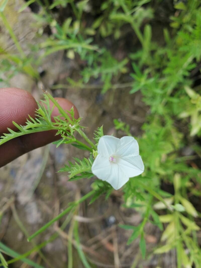 Xenostegia pinnata flower