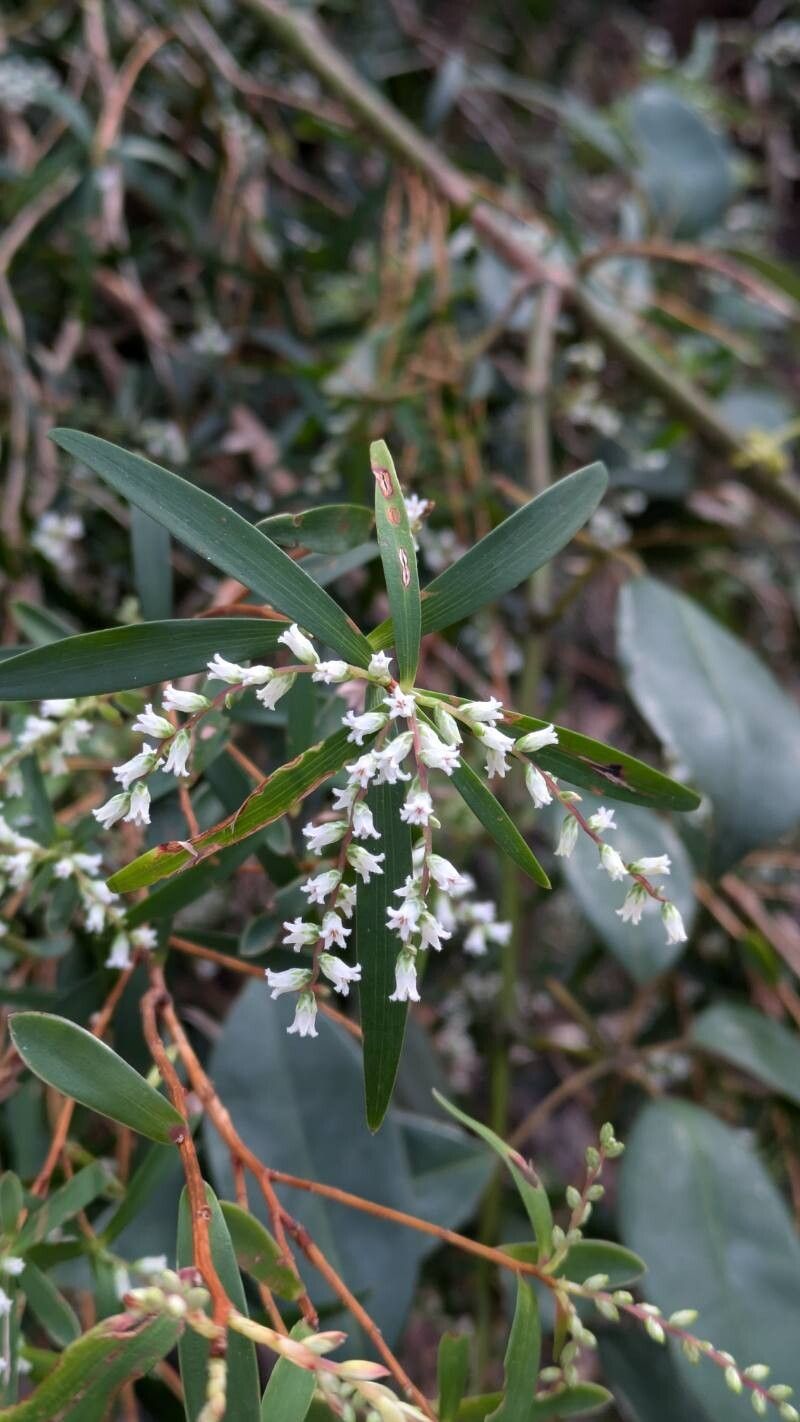 Leucopogon affinis — related species from the same genus