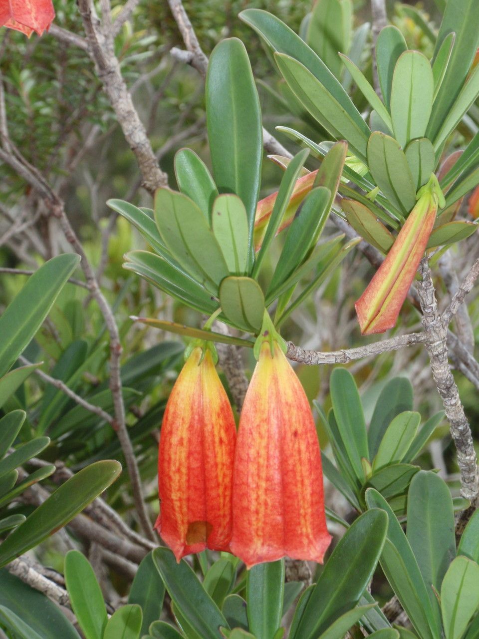 Thiollierea campanulata — related species from the same genus