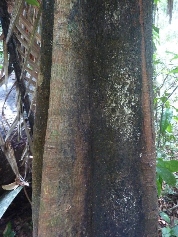 Sloanea guianensis bark