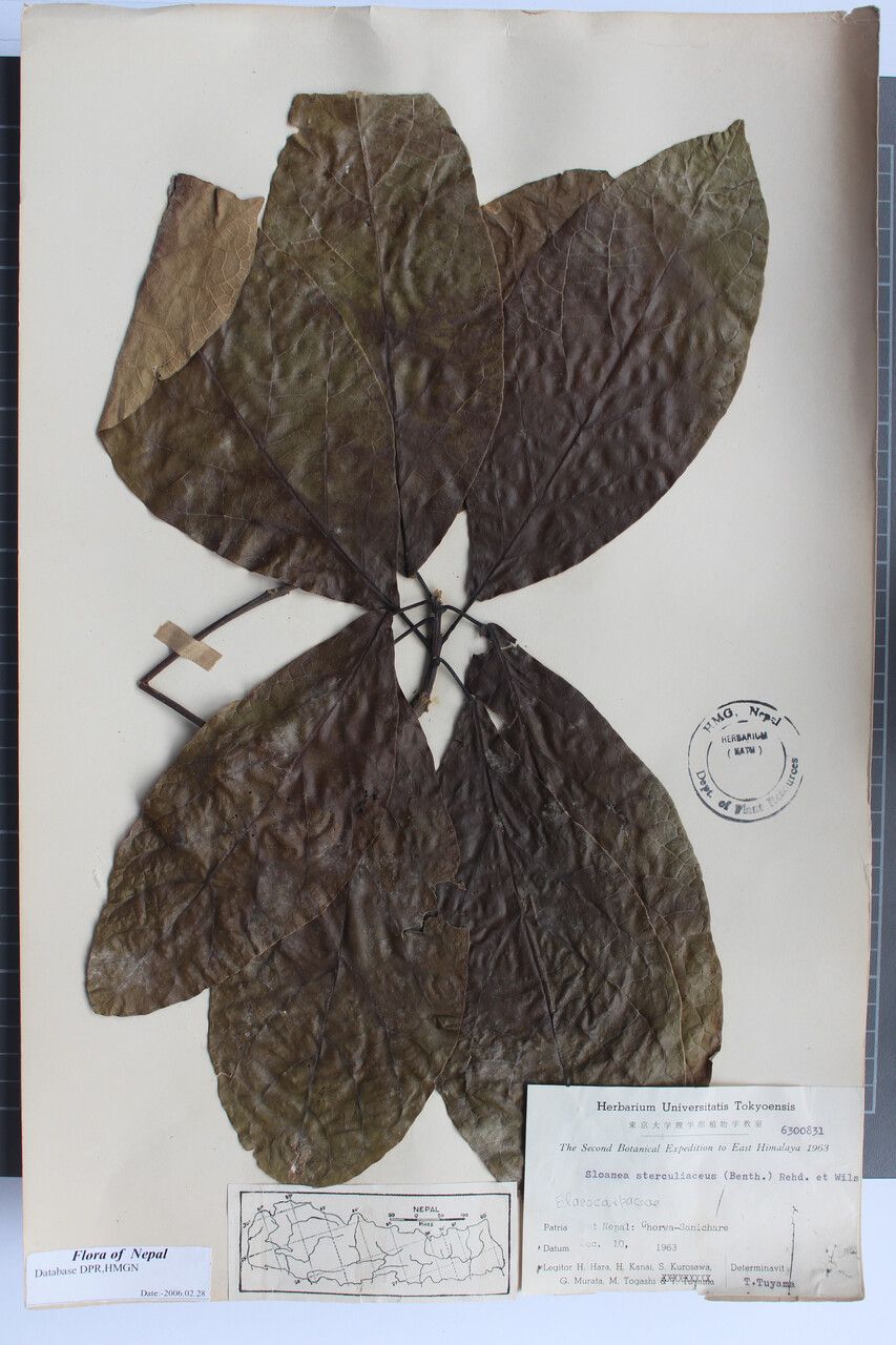 Sloanea sterculiacea — houseplant care guide