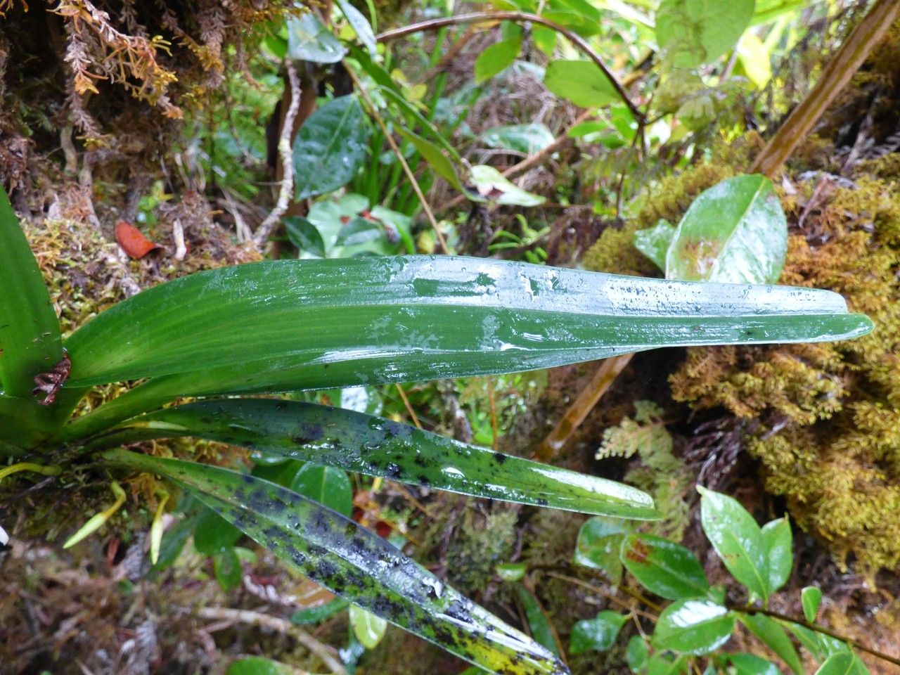 Jumellea triquetra — houseplant care guide