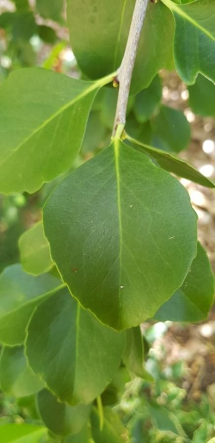 Maytenus canariensis leaf