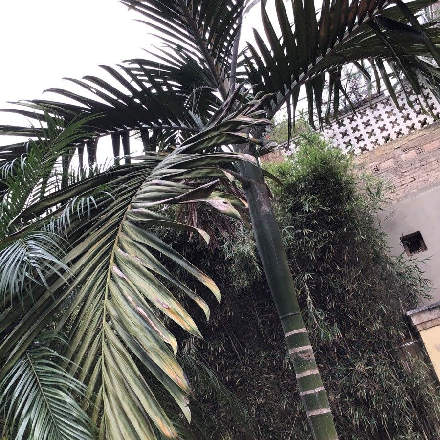 Chambeyronia macrocarpa — houseplant care guide