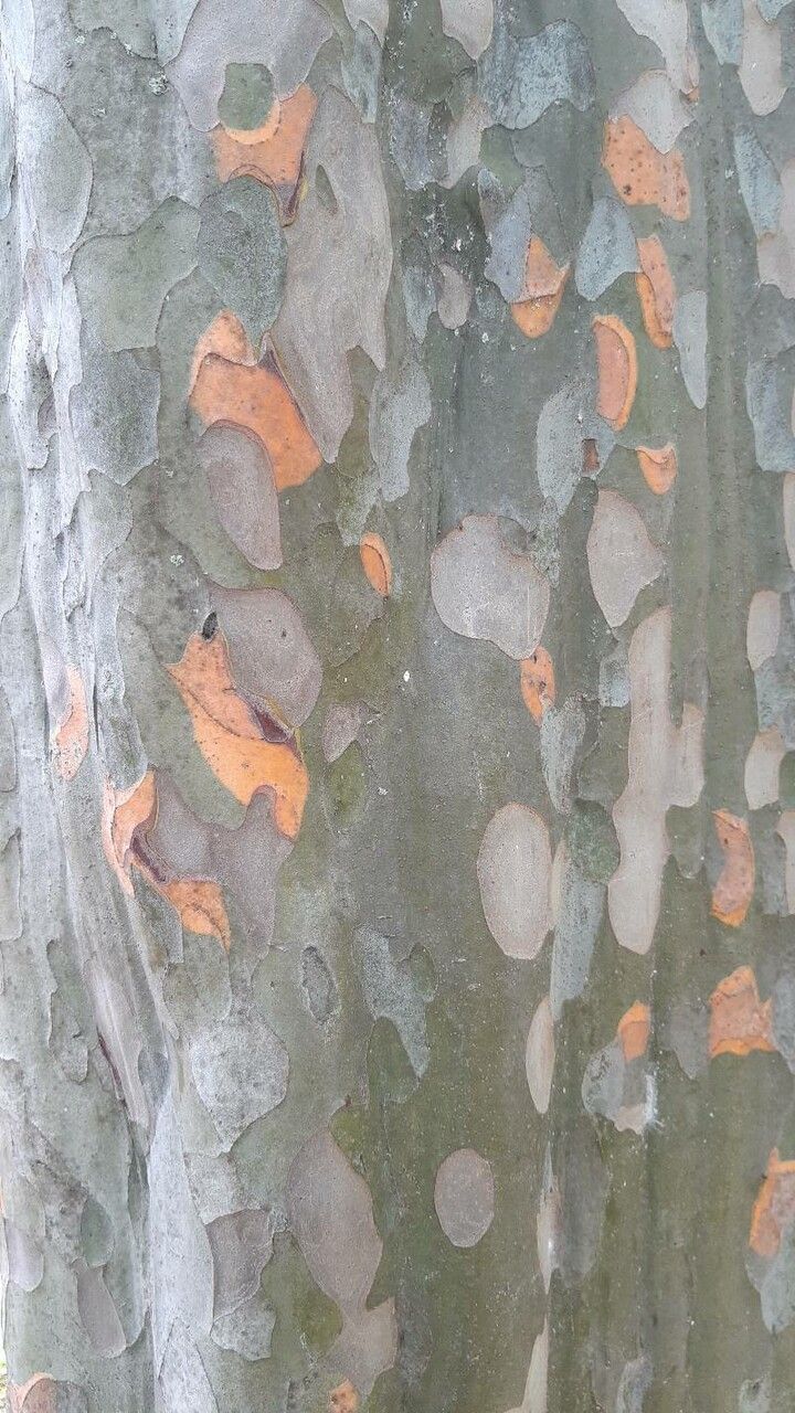 Pseudocydonia sinensis bark