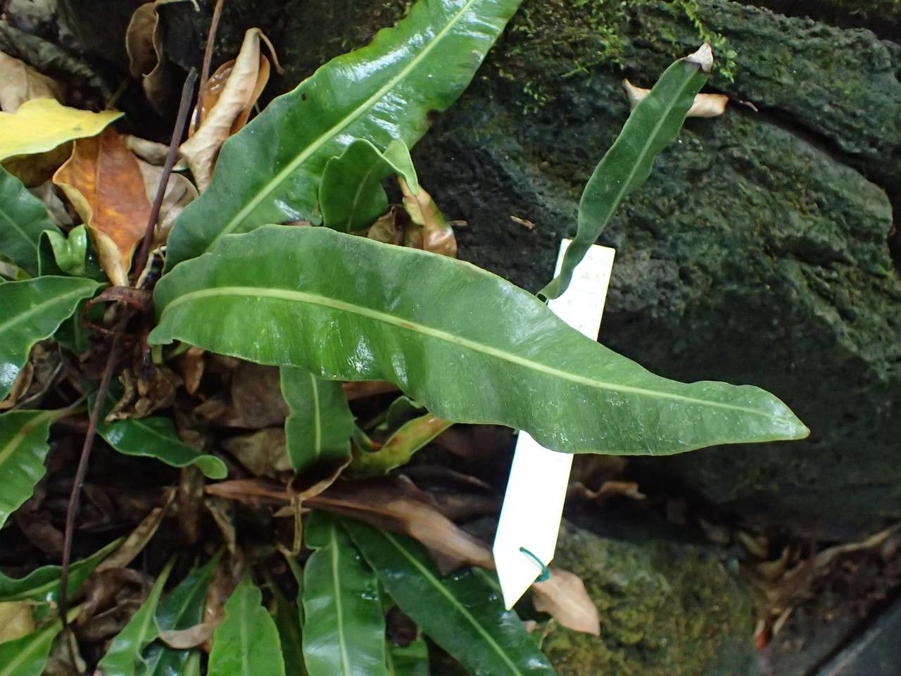 Elaphoglossum lepervanchii — houseplant care guide