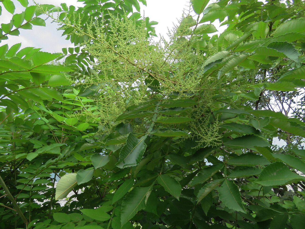 Rhus chinensis