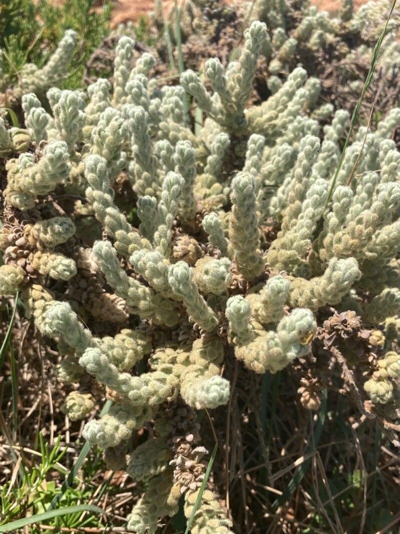 Teucrium gnaphalodes bark