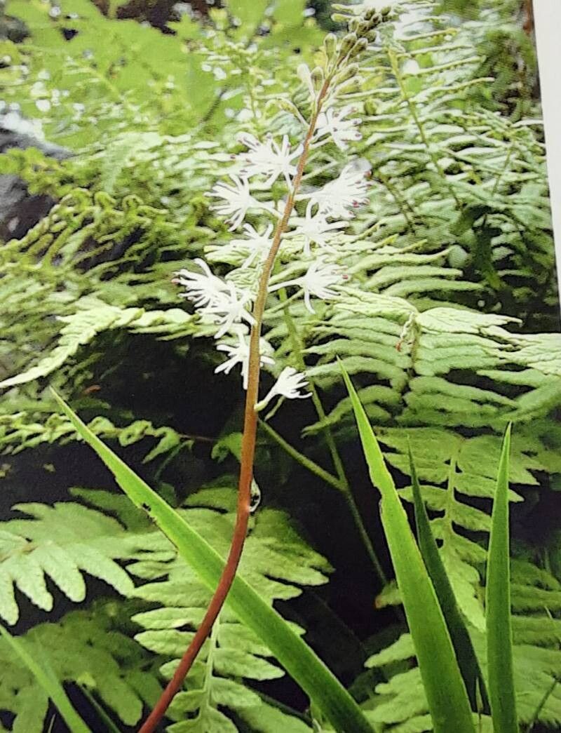 Tofieldia nuda — related species from the same genus