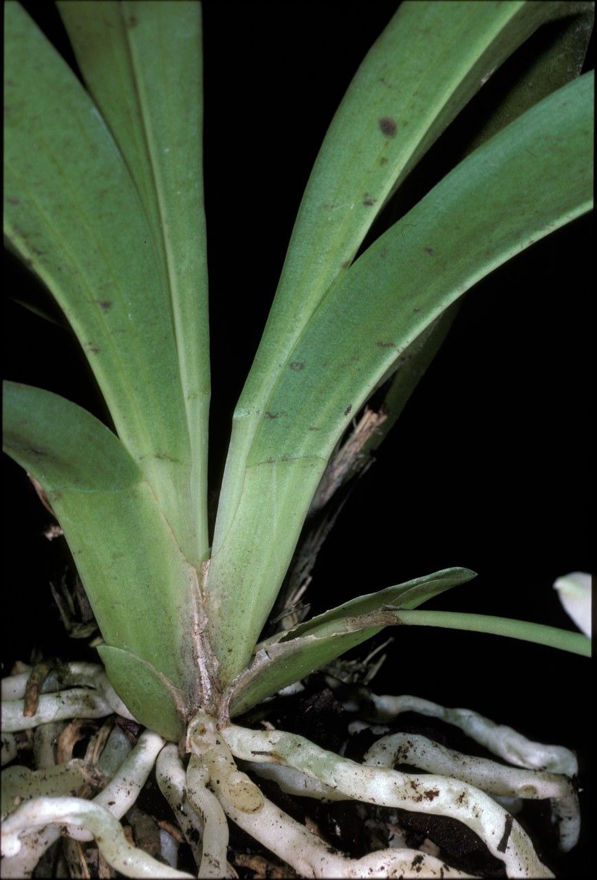 Warczewiczella amazonica — related species from the same genus