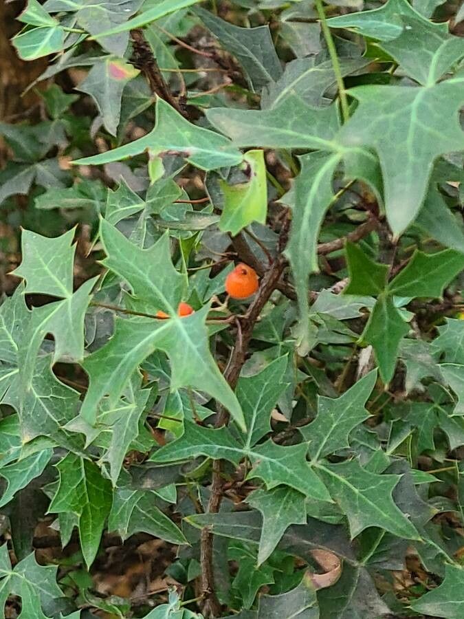 Mahonia trifoliolata