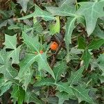 Mahonia trifoliolata