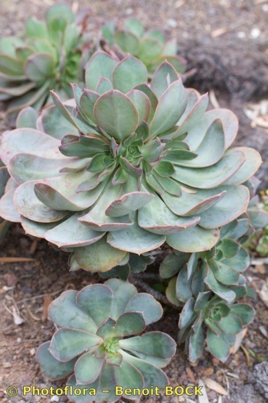 Aeonium calderense habit