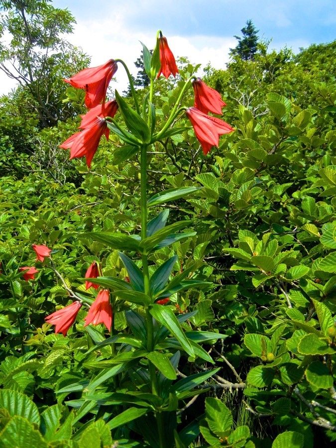 Lilium grayi flower