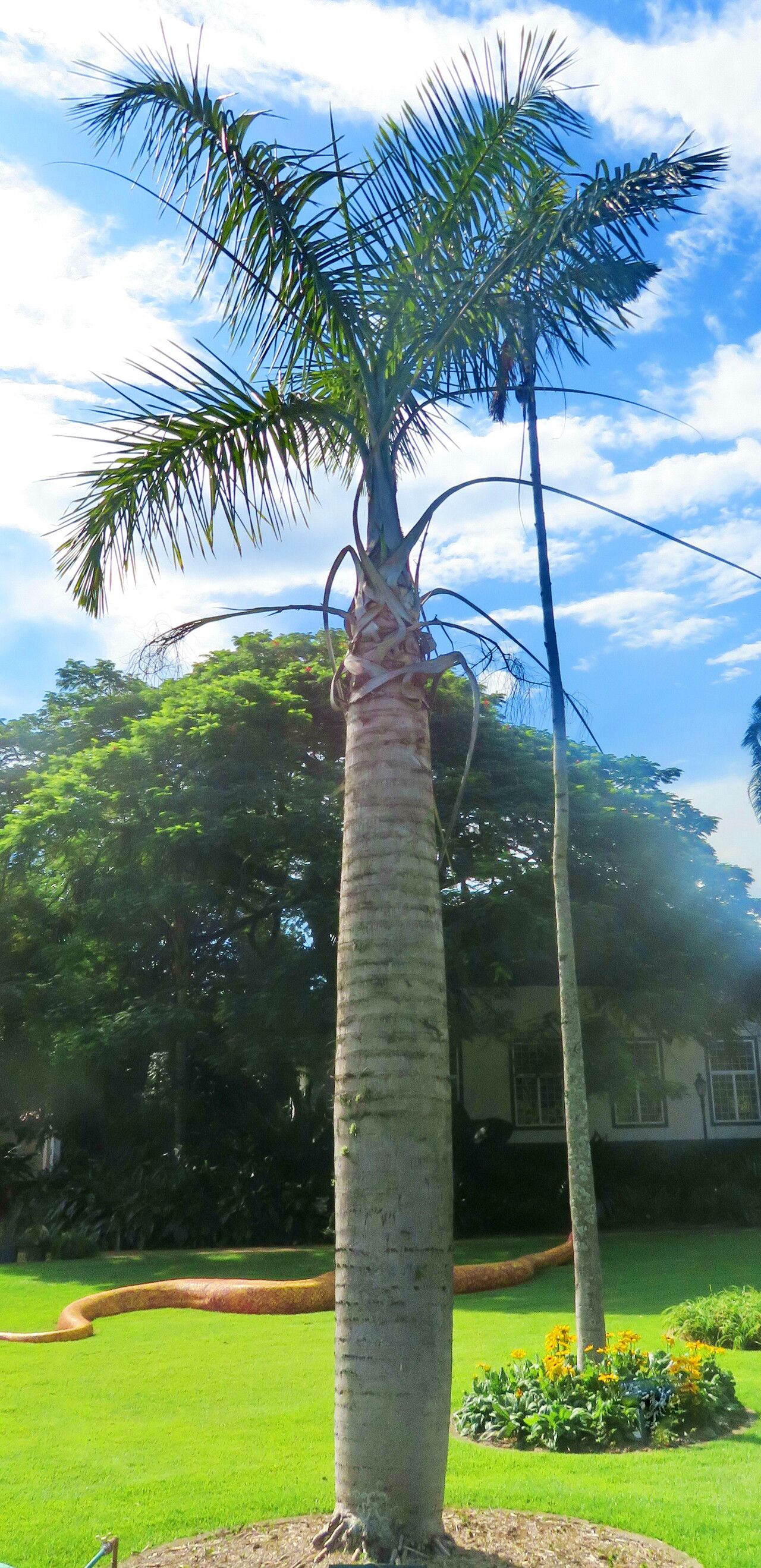 Gaussia princeps habit