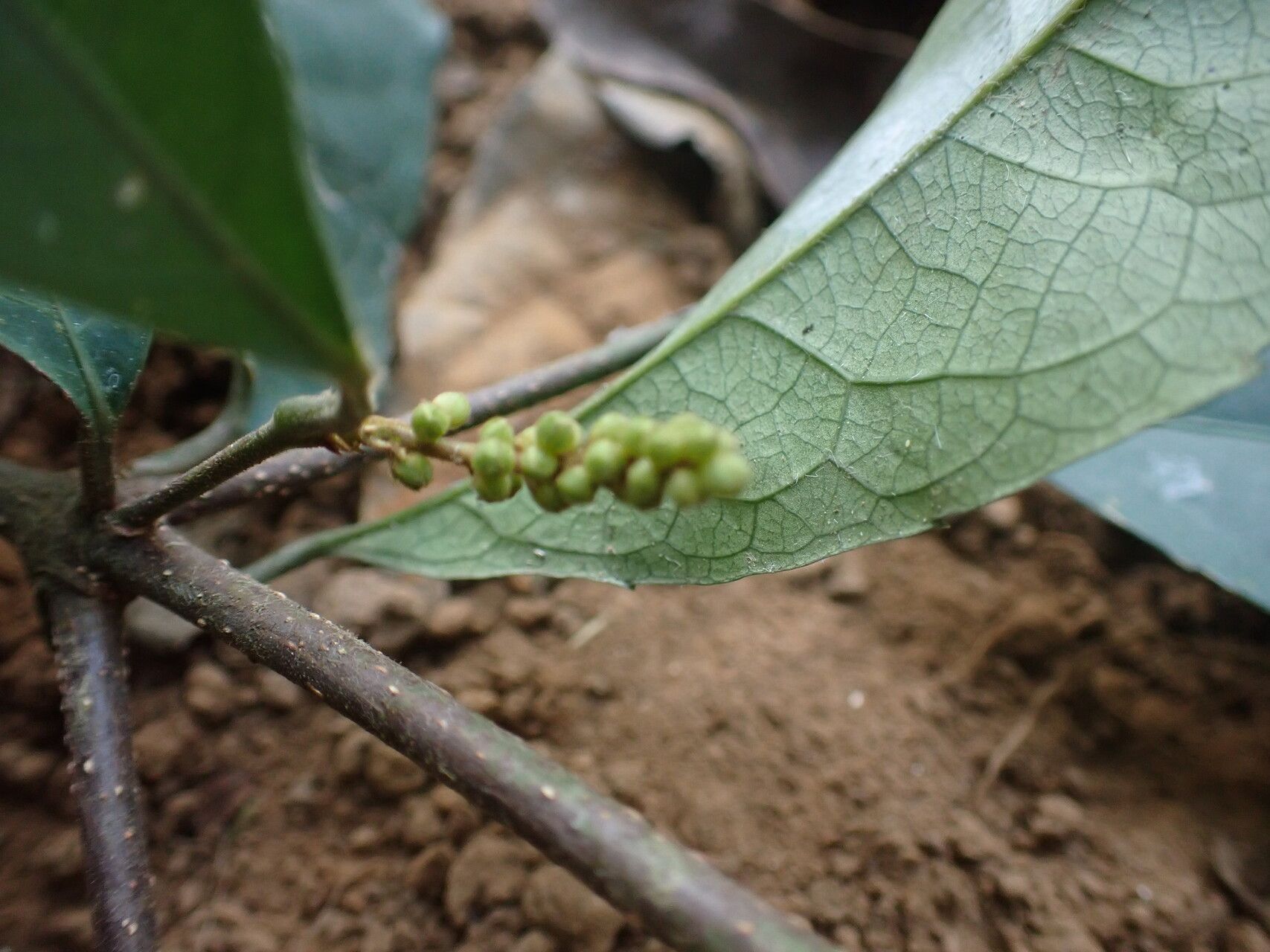 Rinorea subintegrifolia fruit