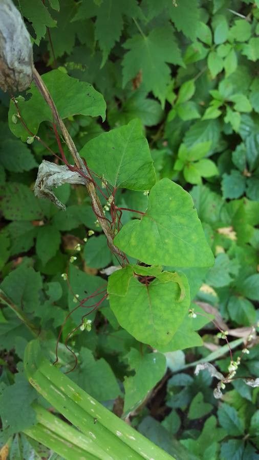 Polygonum cilinode leaf