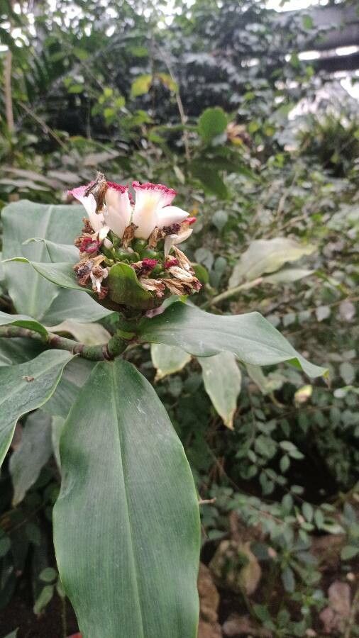 Costus afer flower