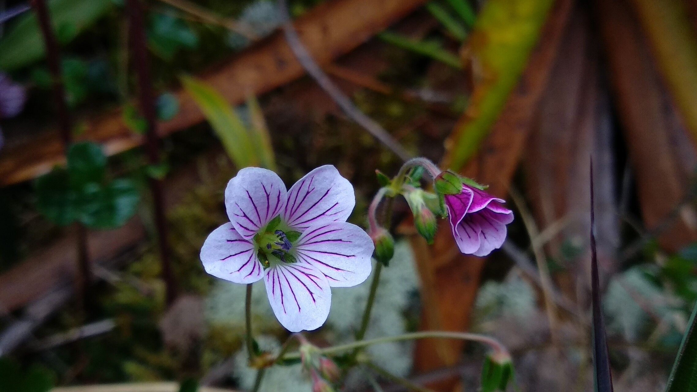 Geranium multiceps flower